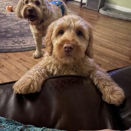 Australian Labradoodle Puppies from Wild Daisy Labradoodles
