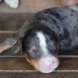 Boy 5 - Blue merle male Aussiedoodle puppy in Lawton, Oklahoma from Lindsey’s Aussies