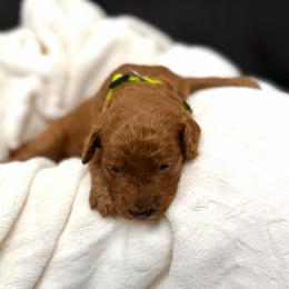 Johnny - Red  male Goldendoodle puppy in Spokane, Washington from Goldendoodles on the Prairie