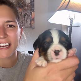 Tri boy - Tri-color male Cavalier King Charles Spaniel puppy in Columbia, South Carolina from Columbia Cavaliers
