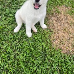 Siberian Husky Puppies from Blue Skyes Huskies