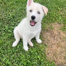 Siberian Husky Puppies from Blue Skyes Huskies