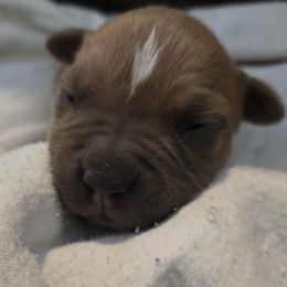 Hatter - Blue fawn male American Pit Bull Terrier puppy in Aurora, Colorado from BlueRose Kennel