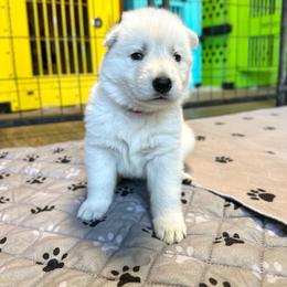 Red - White male Berger Blanc Suisse puppy in West Alexandria, Ohio from Twisted Acres