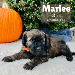 Girl 2 - Wheaten Whoodle puppy in Knoxville, Tennessee from Fleury Farm Doodles TN