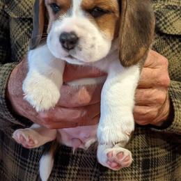 Beagle Puppies from Beam's Beagles