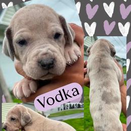 Vodka - Merle female Great Dane puppy in Wellsville, New York from Prophecy Danes