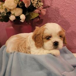 Cavalier King Charles Spaniel and Shih Tzu Puppies from Nashell Lynem