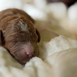 Lavender collar - Red female Cavapoo puppy in Mouth Of Wilson, Virginia from HoneyBunn Doodle Co.