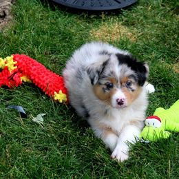 Australian Shepherd Puppies from Larkwood Australian Shepherds