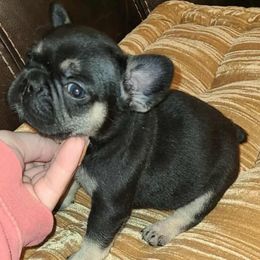 Luna - Black and tan female French Bulldog puppy in Graham, Washington from Kristy's French Bulldogs & Mini Schnauzers
