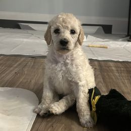 Chinese Crested and Poodle Puppies from Mindy Dobrow's Chinese Crested Puppies and standard poodles