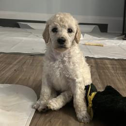 Chinese Crested and Poodle Puppies from Mindy Dobrow's Chinese Crested Puppies and standard poodles