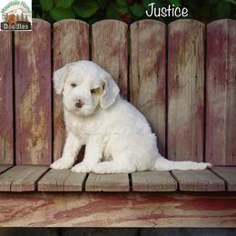 Justice - Apricot male Australian Labradoodle puppy in Cashmere, Washington from Mountain Home Doodles
