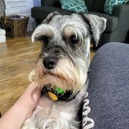 Scout - Miniature Schnauzer