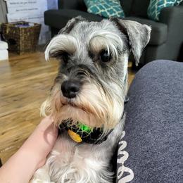Scout - Miniature Schnauzer