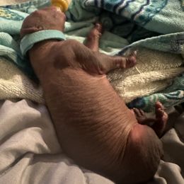 Old English Sheepdog and Peruvian Inca Orchid Puppies from La Siren