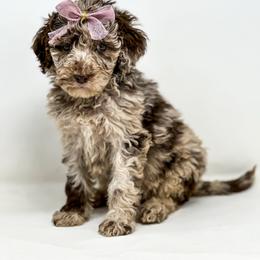 Atlanta (available for guardian home) - Merle female Labradoodle puppy in Davison, Michigan from Dreaming Doodles
