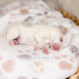 Arlo - White male Pomsky puppy in Olathe, Kansas from True North Pomskies