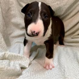Zabs - Black brindle and white female Bull Terrier puppy in Colville, Washington from Mark My Words Bull Terriers