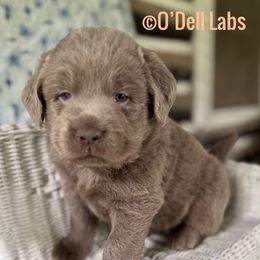 Sugar Cookie - Silver male Dilute Retriever puppy in Sullivan, Missouri from O’Dell Labs