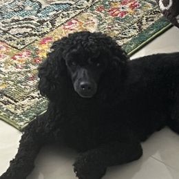 Axel - Poodle