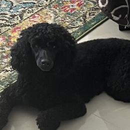 Axel - Poodle