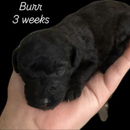 Burr - Black male Goldendoodle puppy in Midlothian, Virginia from King’s  Castle of Doodles
