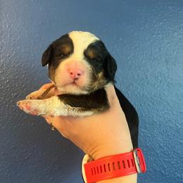 Princess Peach - Tri-color female Bernedoodle puppy in Casper, Wyoming from 307 Doodles