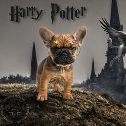 Harry Potter (pending) - Fawn male French Bulldog puppy in Salem, Oregon from Toy House Frenchies