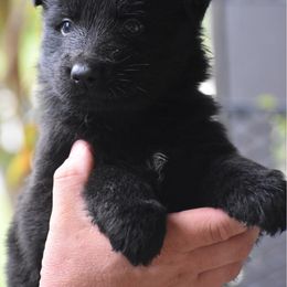 Black male - Black male German Shepherd puppy in Anniston, Alabama from Cottonwood Kennel