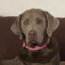 Hannah  - Labrador Retriever