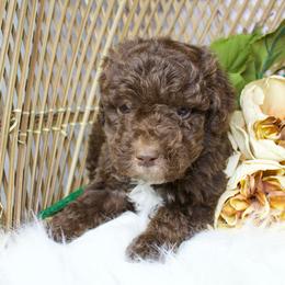 Brown Male - Brown and white male Aussiedoodle puppy in Belgreen, Alabama from Scott’s Farm Poodles and Doodles