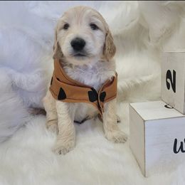 Goldendoodle Puppies from Grosenbacher Goldendoodles