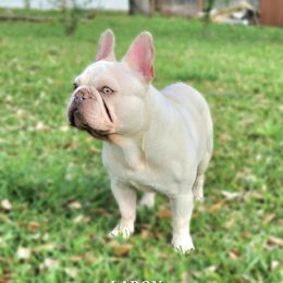 Ladon - French Bulldog