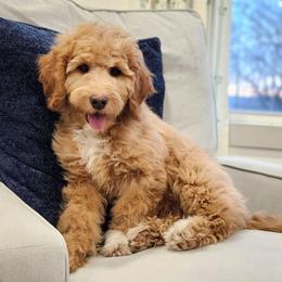 Fable - Green Collar Girl - Apricot female Goldendoodle puppy in Meadville, Pennsylvania from Doodle Paws Pups