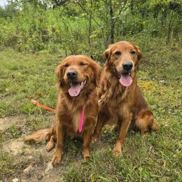 Golden Retriever puppies from KNK Red Golden Retrievers