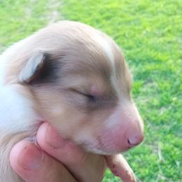 Boy 4 royal blue - Sable merle and white male Collie puppy in Salem, Indiana from Living Blessed Collies