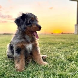 Blue Collar - Merle male Bernedoodle puppy in Indiahoma, Oklahoma from Farm Fresh Doodles