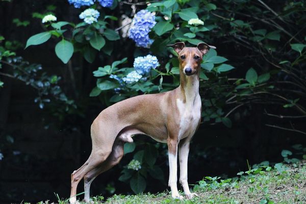 Italian Greyhound stands in front of a lilac bush
