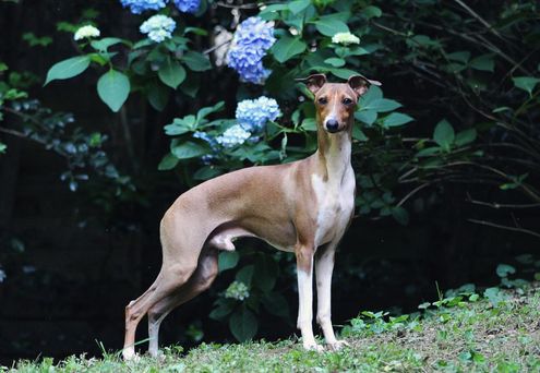 Italian Greyhound stands in front of a lilac bush