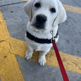 Labrador Retriever Puppies from Wagador Labrador Retrievers