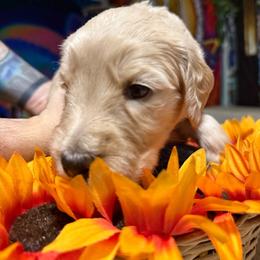 Iris (dark pink) - Apricot female Goldendoodle puppy in Portsmouth, Virginia from Hopping Howlers Ranch