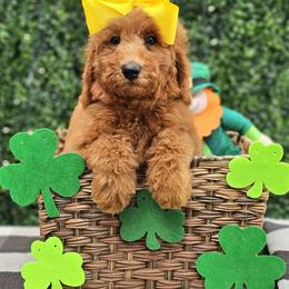 Rosie's Yellow Girl - Red  female Goldendoodle puppy in Kountze, Texas from Texas Doodles LLC