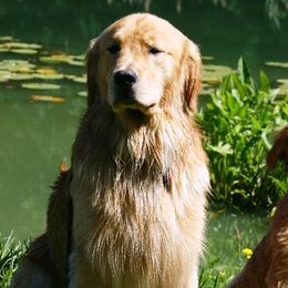 Golden Retrievers from Tammy Tomlinson