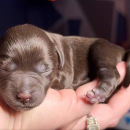 Hershey - Liver female Miniature Schnauzer puppy in Magalia, California from NorCal Schnauzers