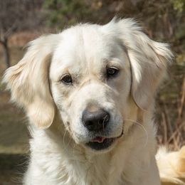 Becky - Golden Retriever