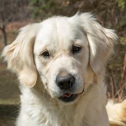 Becky - Golden Retriever