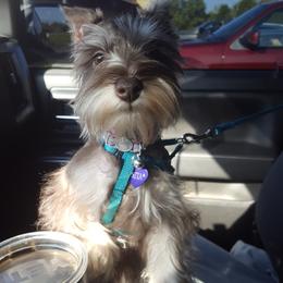 Miniature Schnauzer Puppies from Fraizer Farms