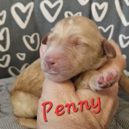 Penny - Black female Goldendoodle puppy in Kansas City, Missouri from Poppy's Doodles